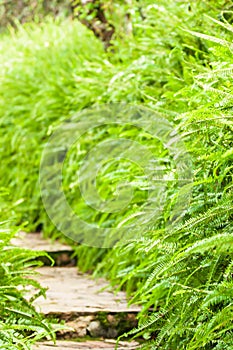 Picturesque of botanical garden with green fern along a wooden walkway