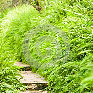 Picturesque of botanical garden with green fern along a wooden walkway