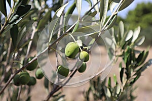 Close-up of a green olive on a branch of an olive tree, Croatia