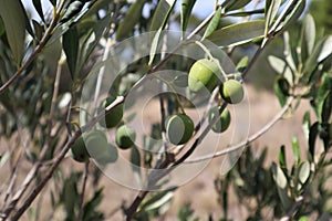 Green olives on a branch of an olive tree against a background of dry grass close-up, Croatia
