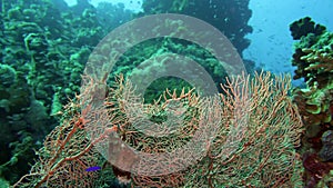 Picturesque bush Gorgonian fan coral Subergorgia mollis .