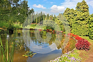 Picturesque bushes with red flowers