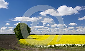 Picturesque canola field and lonely tree under blue sky with white fluffy clouds