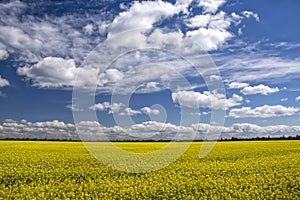 Picturesque canola field under blue sky with white fluffy clouds