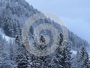 Picturesque canopies of alpine trees in a typical winter atmosphere after the winter snowfall over the Lake Walen - Switzerland