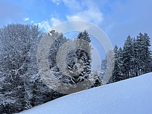 Picturesque canopies of alpine trees in a typical winter atmosphere after the winter snowfall over the Lake Walen - Switzerland