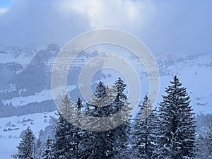 Picturesque canopies of alpine trees in a typical winter atmosphere after the winter snowfall over the Lake Walen - Switzerland