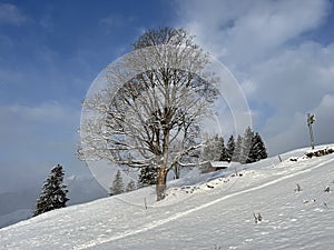 Picturesque canopies of alpine trees in a typical winter atmosphere after the winter snowfall over the Lake Walen - Switzerland