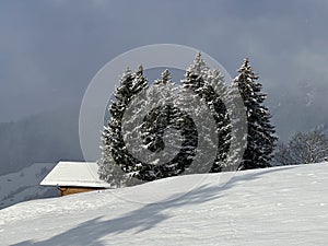 Picturesque canopies of alpine trees in a typical winter atmosphere after the winter snowfall over the Lake Walen - Switzerland