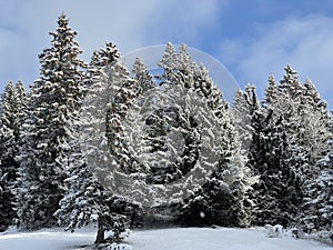 Picturesque canopies of alpine trees in a typical winter atmosphere after the winter snowfall over the Lake Walen - Switzerland