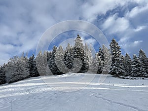 Picturesque canopies of alpine trees in a typical winter atmosphere after the winter snowfall over the Lake Walen - Switzerland