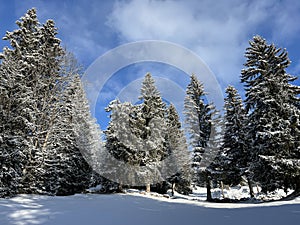 Picturesque canopies of alpine trees in a typical winter atmosphere after the winter snowfall over the Lake Walen - Switzerland
