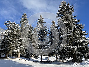 Picturesque canopies of alpine trees in a typical winter atmosphere after the winter snowfall over the Lake Walen - Switzerland