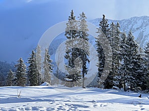 Picturesque canopies of alpine trees in a typical winter atmosphere after the winter snowfall over the Lake Walen - Switzerland