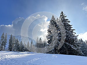 Picturesque canopies of alpine trees in a typical winter atmosphere after the winter snowfall over the Lake Walen - Switzerland