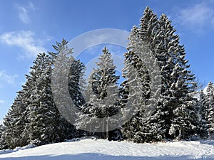 Picturesque canopies of alpine trees in a typical winter atmosphere after the winter snowfall over the Lake Walen - Switzerland