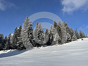 Picturesque canopies of alpine trees in a typical winter atmosphere after the winter snowfall over the Lake Walen - Switzerland