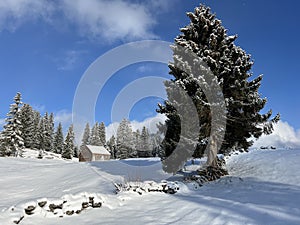 Picturesque canopies of alpine trees in a typical winter atmosphere after the winter snowfall over the Lake Walen - Switzerland