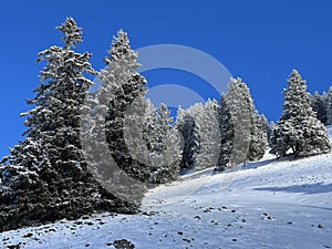 Picturesque canopies of alpine trees in a typical winter atmosphere after the winter snowfall over the Lake Walen - Switzerland