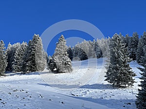 Picturesque canopies of alpine trees in a typical winter atmosphere after the winter snowfall over the Lake Walen - Switzerland