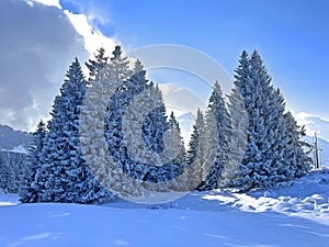 Picturesque canopies of alpine trees in a typical winter atmosphere after the winter snowfall over the Lake Walen - Switzerland