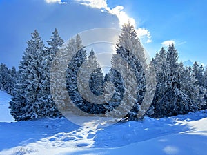 Picturesque canopies of alpine trees in a typical winter atmosphere after the winter snowfall over the Lake Walen - Switzerland