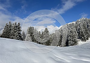 Picturesque canopies of alpine trees in a typical winter atmosphere after the winter snowfall over the Lake Walen - Switzerland