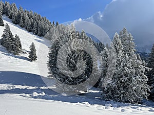 Picturesque canopies of alpine trees in a typical winter atmosphere after the winter snowfall over the Lake Walen - Switzerland