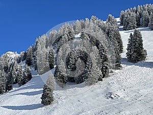 Picturesque canopies of alpine trees in a typical winter atmosphere after the winter snowfall over the Lake Walen - Switzerland