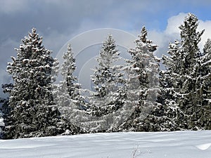 Picturesque canopies of alpine trees in a typical winter atmosphere after the winter snowfall over the Lake Walen - Switzerland