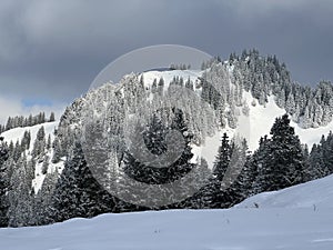 Picturesque canopies of alpine trees in a typical winter atmosphere after the winter snowfall over the Lake Walen - Switzerland