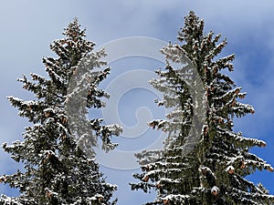 Picturesque canopies of alpine trees in a typical winter atmosphere after the winter snowfall over the Lake Walen - Switzerland