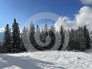 Picturesque canopies of alpine trees in a typical winter atmosphere after the winter snowfall over the Lake Walen - Switzerland