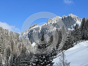 Picturesque canopies of alpine trees in a typical winter atmosphere after the winter snowfall over the Lake Walen - Switzerland