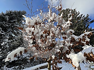 Picturesque canopies of alpine trees in a typical winter atmosphere after the winter snowfall over the Lake Walen - Switzerland