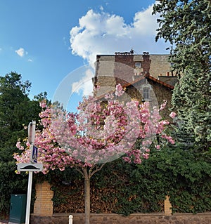 Picturesque Cherry Blossom tree in full bloom alongside the pedestrian path