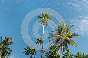 Picturesque coconut palm tree grove in tropical climate near equator on Togean islands near Sulawesi