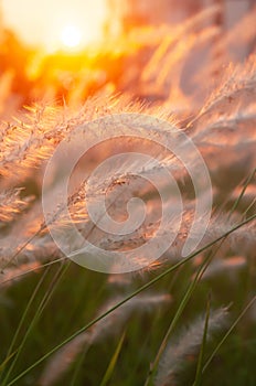 Picturesque cogon grass flowers at sunset, nature scene in summer