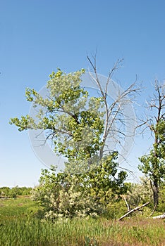Picturesque Cottonwood Tree in a Wild Area
