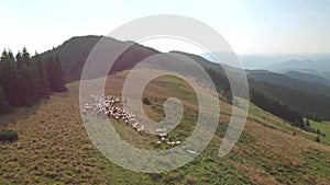 Picturesque countryside scene with flock of sheep.