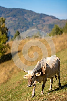 Picturesque cow grazing peacefully in a lush green field, surrounded by rolling hills