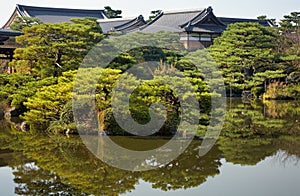 The picturesque cultivated pine trees in the garden of Heian-jingu Shrine. Kyoto. Japan