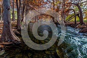 Picturesque Cypress Trees Lining the Guadalupe.