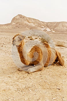 Picturesque desert dromedary camel lying on sand