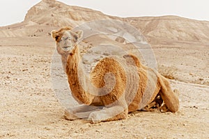 Picturesque desert dromedary camel lying on sand and looking into camera.