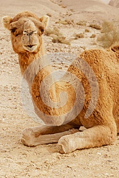 Picturesque desert dromedary camel lying on sand and looking into camera.