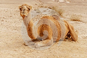 Picturesque desert dromedary camel lying on sand and looking into camera.