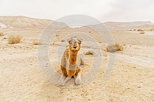 Picturesque desert dromedary camel lying on sand and looking into camera.