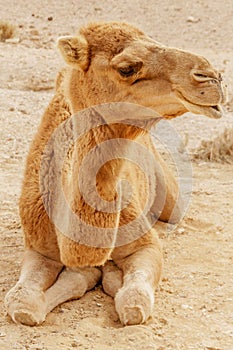 Picturesque desert dromedary camel lying on sand. Summer sahara travel
