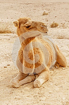 Picturesque desert dromedary camel lying on sand. Summer sahara travel